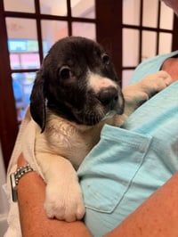 Hunter - Halloween Litter - Photo 2