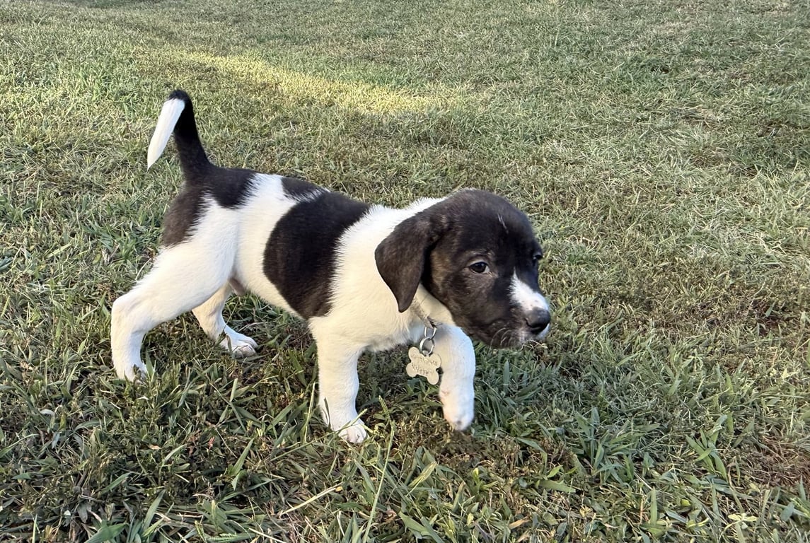 Hunter - Halloween Litter Image