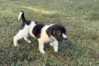Hunter - Halloween Litter - Photo 1