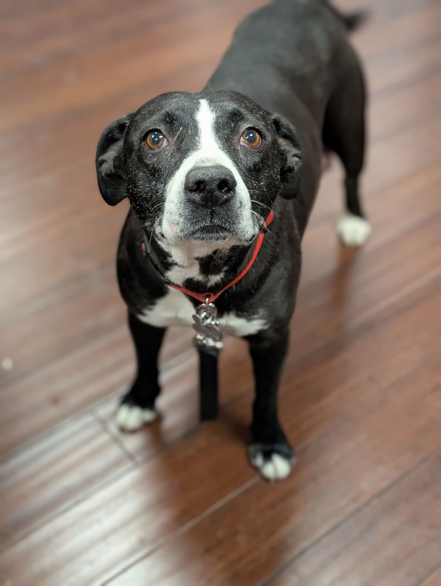 DARLA - American Pit Bull Terrier available for adoption