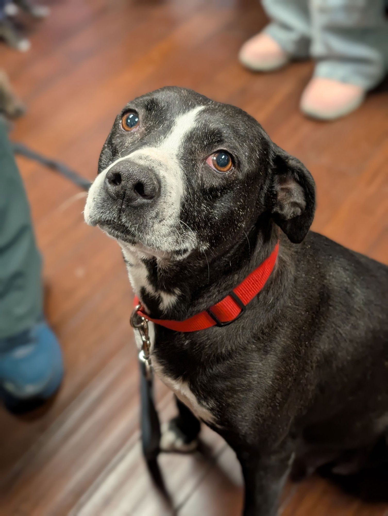 DARLA - American Pit Bull Terrier available for adoption