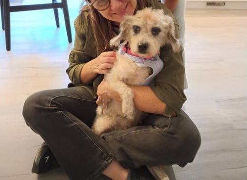 ISSABELL - Poodle (Miniature) / Australian Shepherd available for adoption