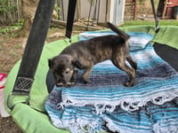 Little Lulu - Zoey's Litter - Photo 16