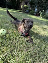 Little Lulu - Zoey's Litter - Photo 6
