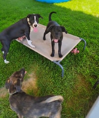 Little Lulu - Zoey's Litter - Photo 12