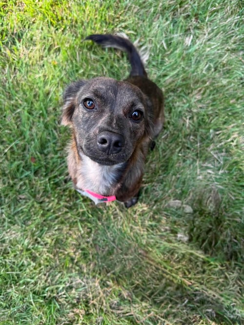 LITTLE LULU - ZOEY'S LITTER - Pit Bull Terrier / Spaniel available for adoption