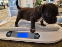 Little Lulu - Zoey's Litter - Photo 18