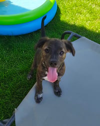 Little Lulu - Zoey's Litter - Photo 9