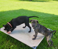 Little Lulu - Zoey's Litter - Photo 11