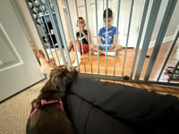 Little Lulu - Zoey's Litter - Photo 5