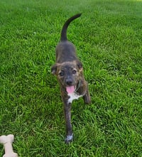 Little Lulu - Zoey's Litter - Photo 10