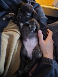 Little Lulu - Zoey's Litter - Photo 17