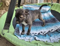 Little Lulu - Zoey's Litter - Photo 15