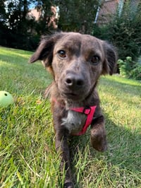 Little Lulu - Zoey's Litter - Photo 3