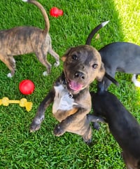 Little Lulu - Zoey's Litter - Photo 8
