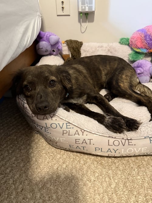 LITTLE LULU - ZOEY'S LITTER - Pit Bull Terrier / Spaniel available for adoption