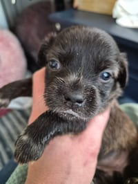 Little Lulu - Zoey's Litter - Photo 13