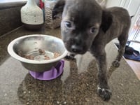 Little Lulu - Zoey's Litter - Photo 14