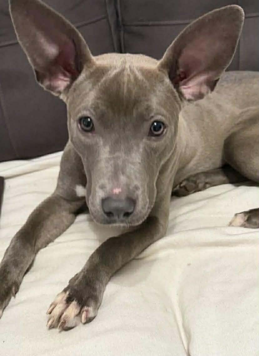 STORMY - American Pit Bull Terrier available for adoption