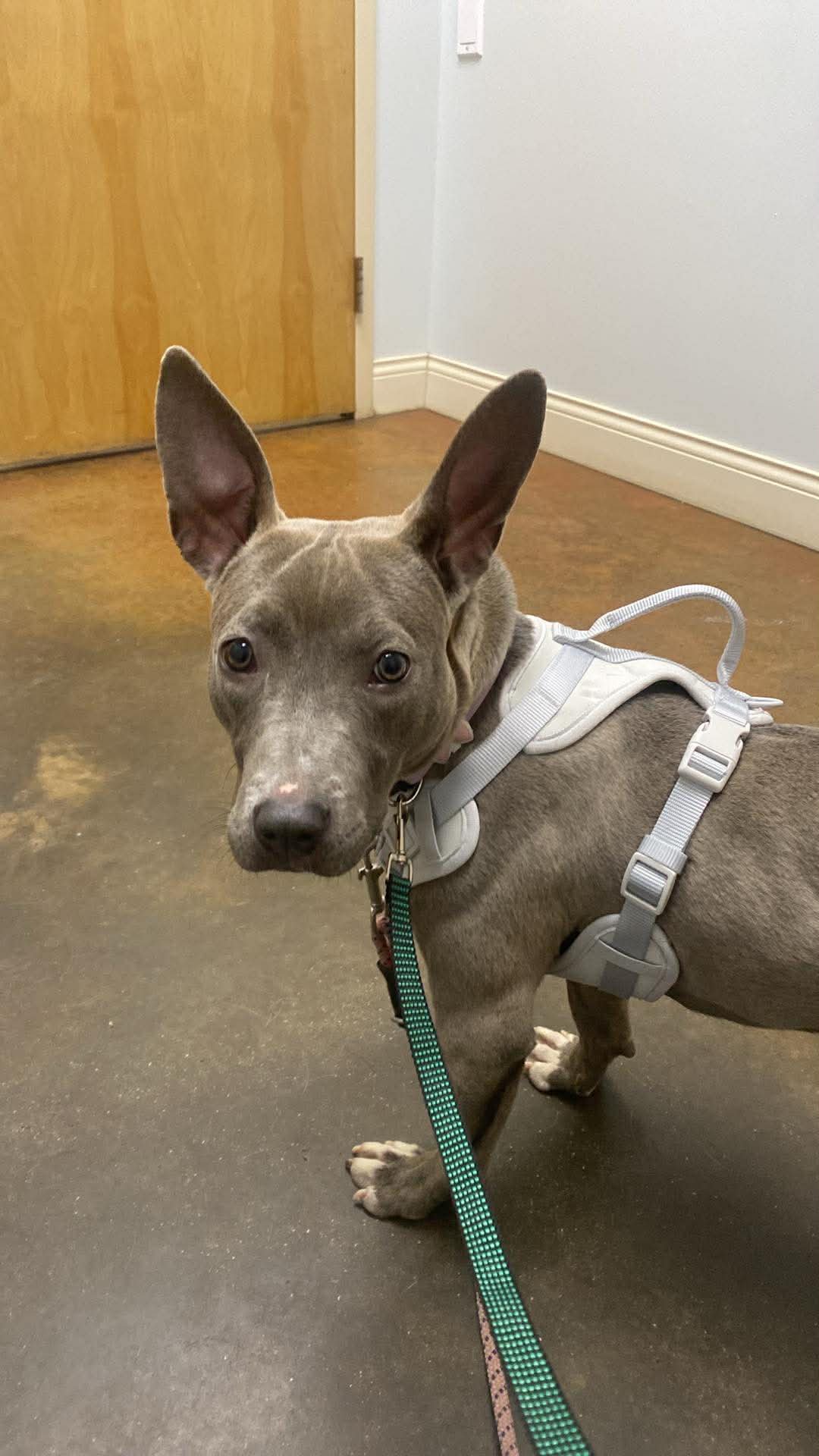 STORMY - American Pit Bull Terrier available for adoption