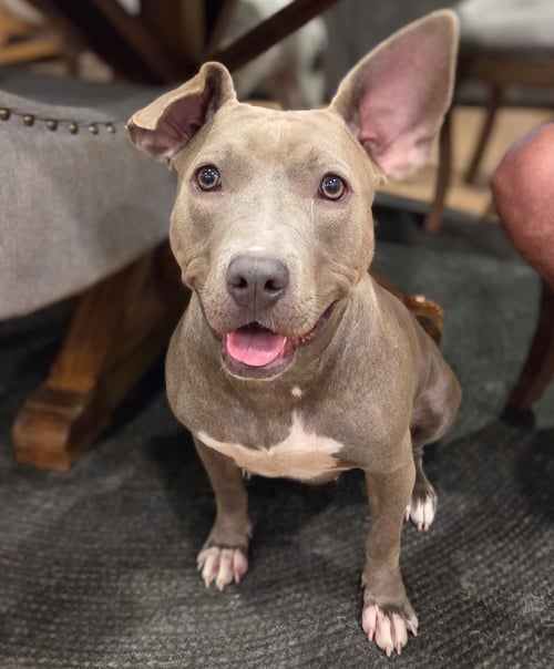 STORMY - American Pit Bull Terrier available for adoption