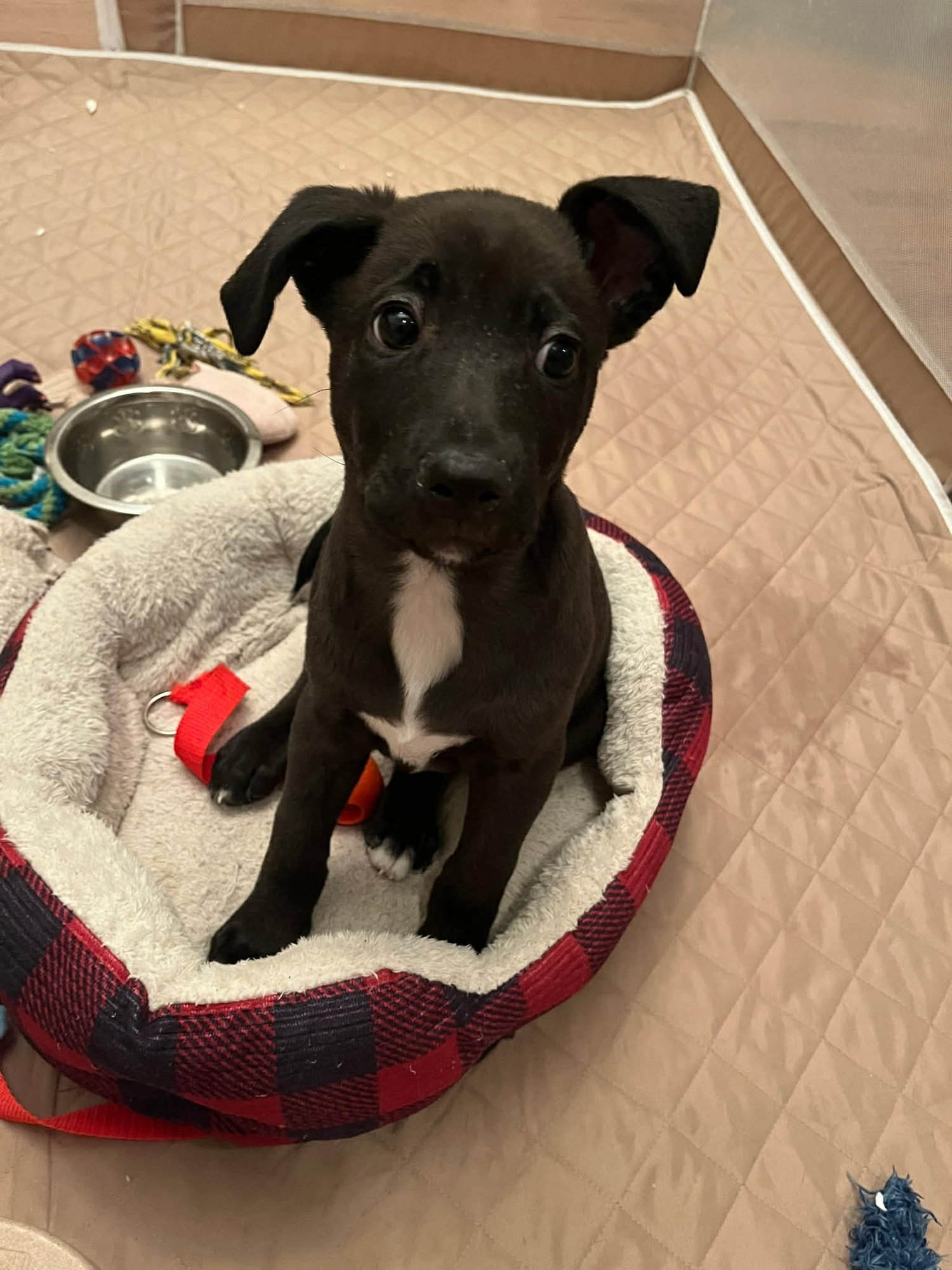 PERCY - American Staffordshire Terrier / Labrador Retriever available for adoption