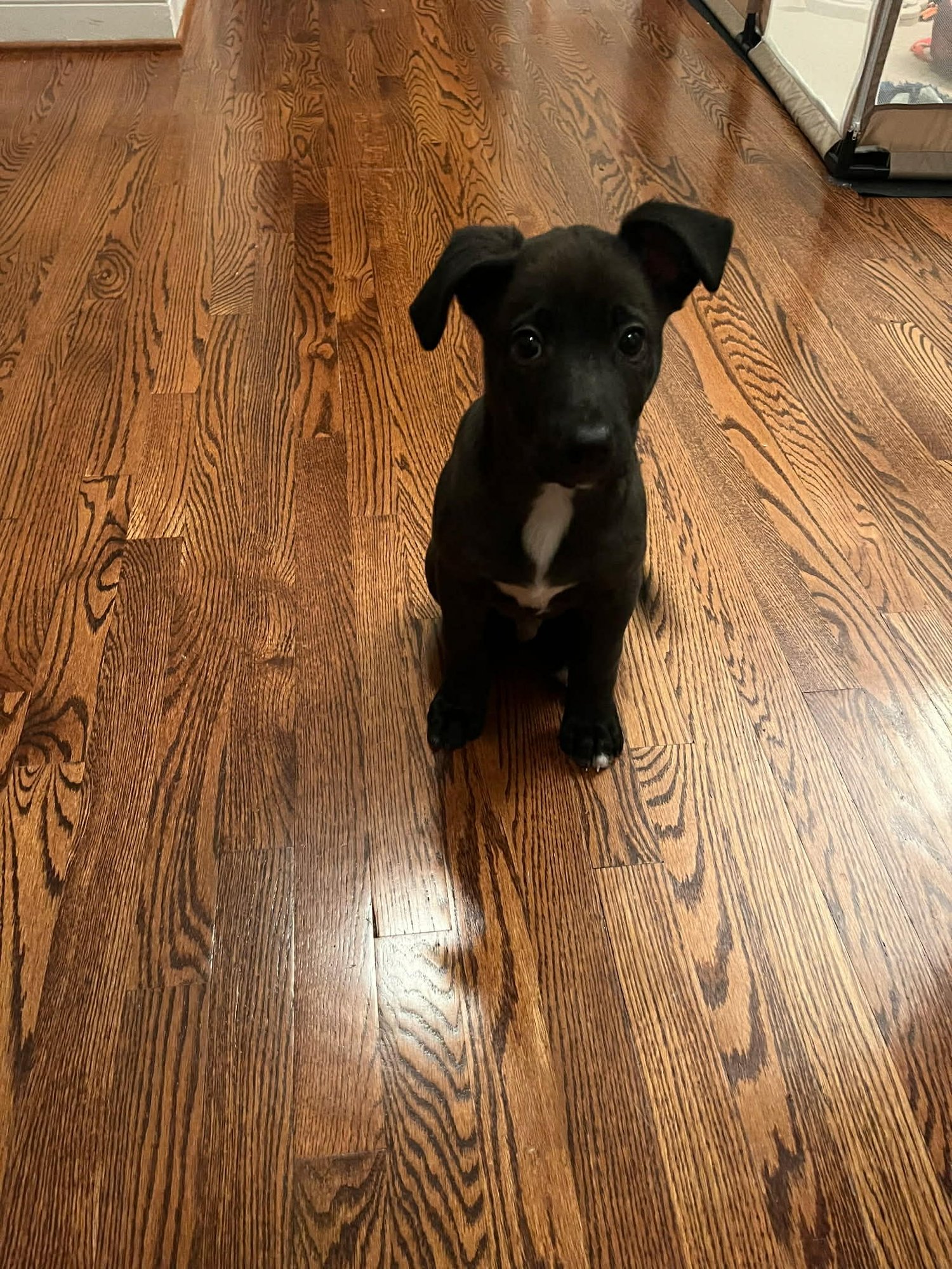 PERCY - American Staffordshire Terrier / Labrador Retriever available for adoption