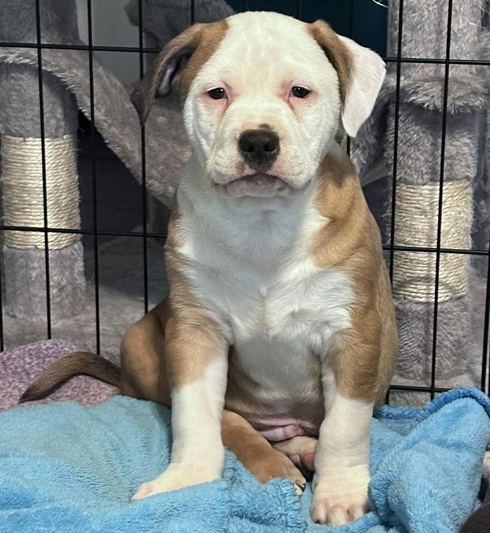 CARTER - American Staffordshire Terrier available for adoption