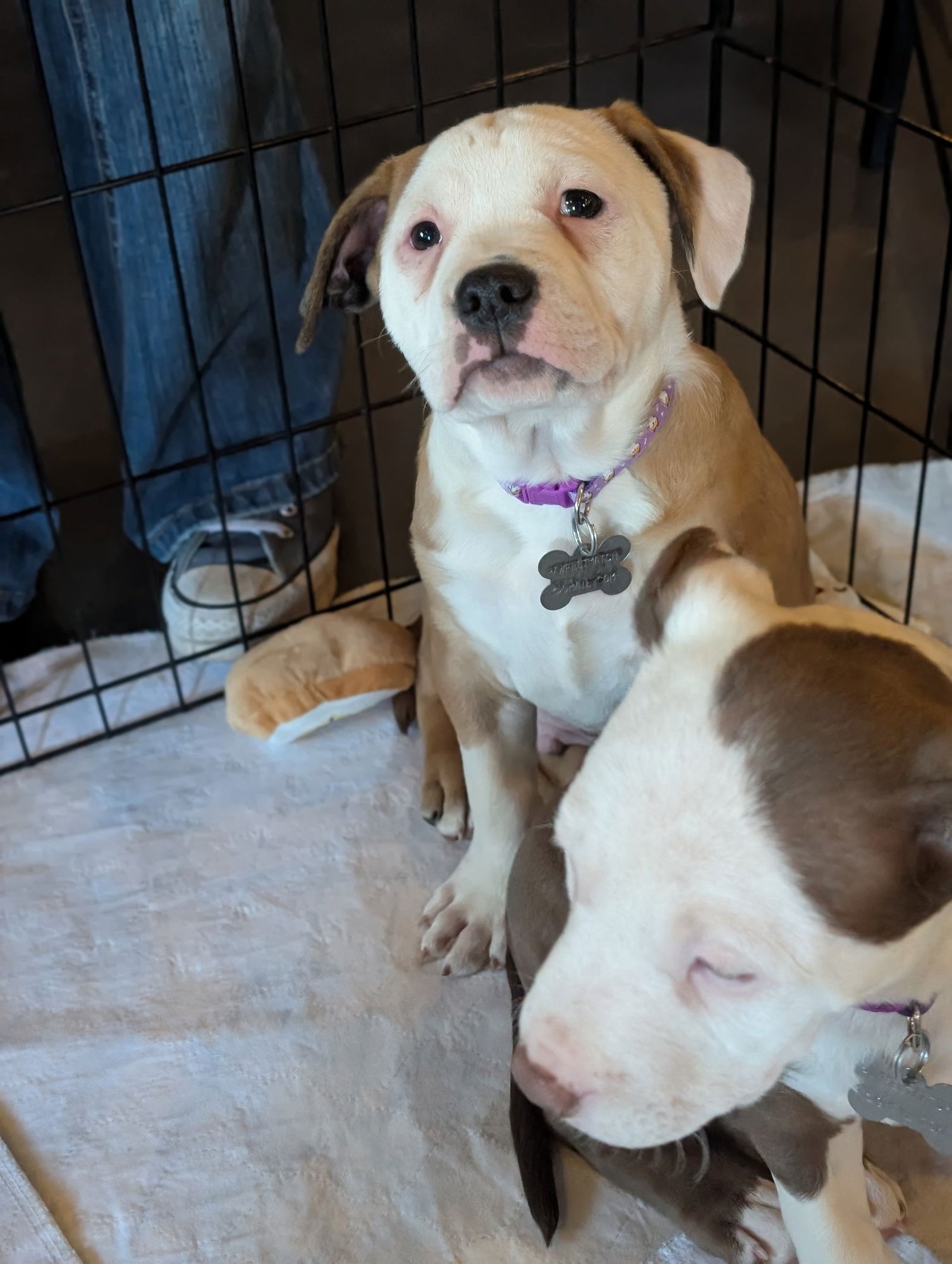 CARTER - American Staffordshire Terrier available for adoption