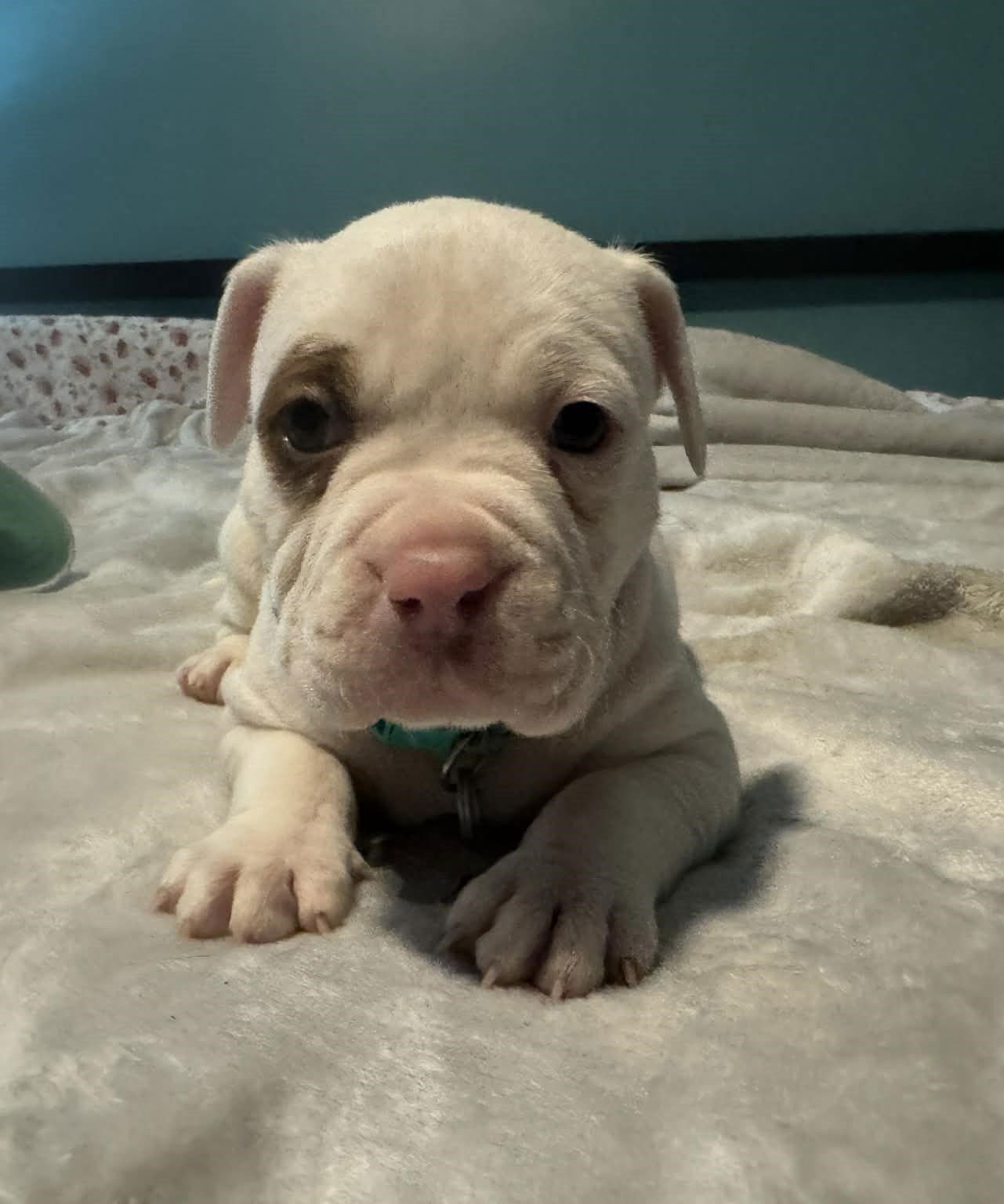 ELROY - THE WRECKING CREW - Boxer / Bulldog available for adoption