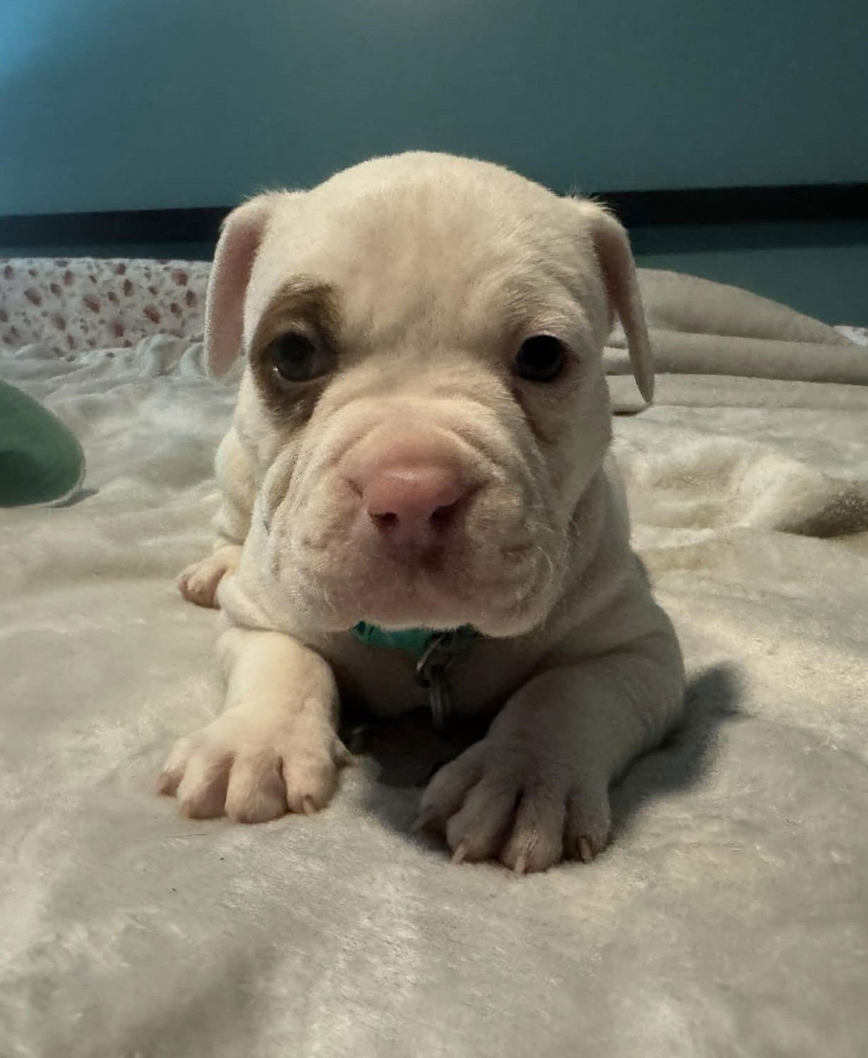 ELROY - THE WRECKING CREW - Boxer / Bulldog available for adoption