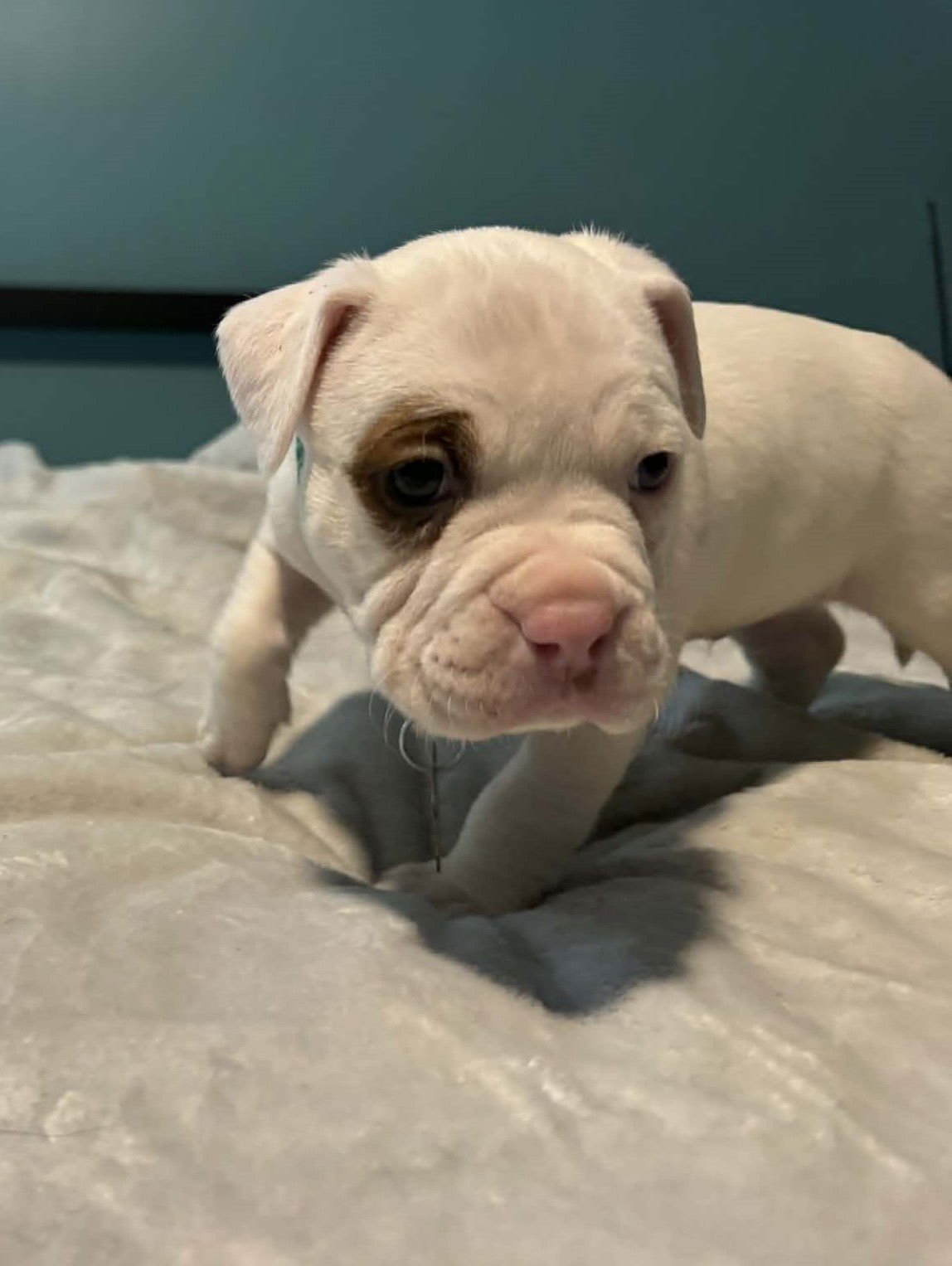 Elroy - The Wrecking Crew - Photo 3