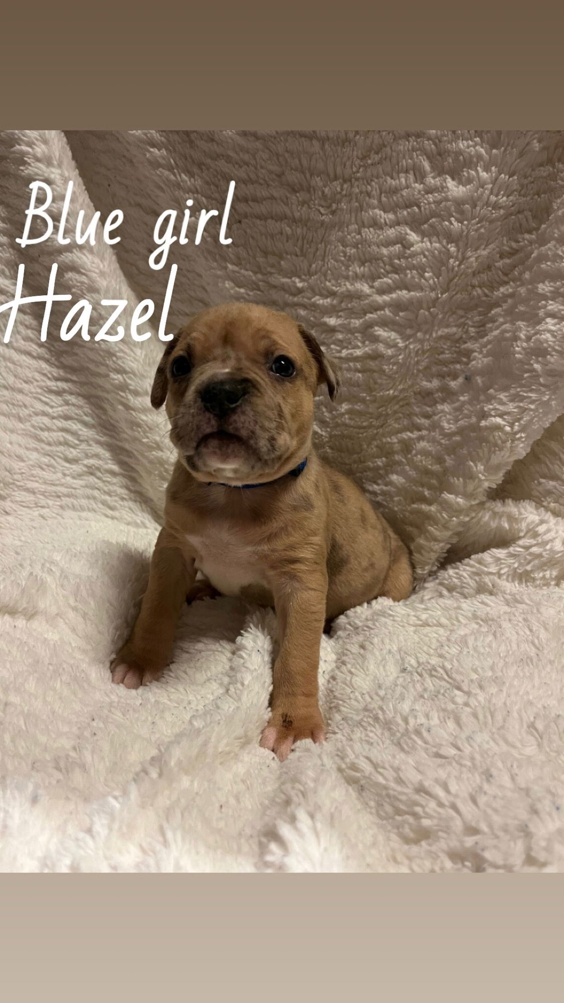 HAZEL - THE LOYAL-TREE LITTER - Boxer / Terrier available for adoption