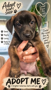 Scarlett (Mascot litter) - Photo 1