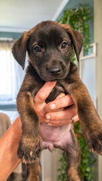 Scarlett (Mascot litter) - Photo 2