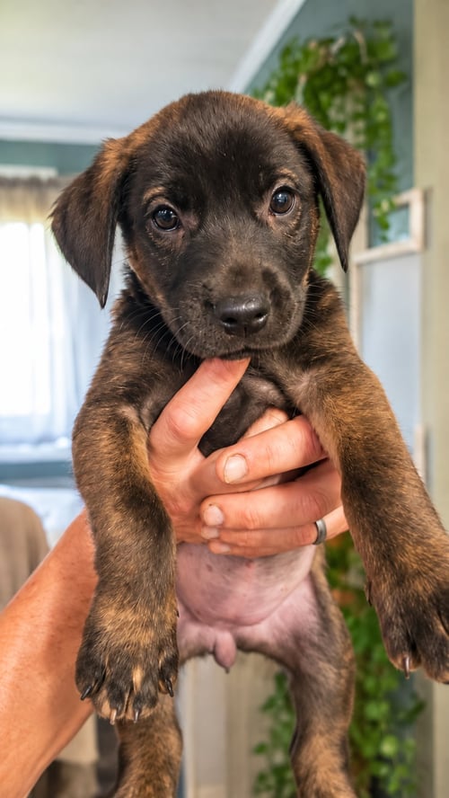 SCARLETT (MASCOT LITTER) - German Shepherd Dog / Labrador Retriever available for adoption
