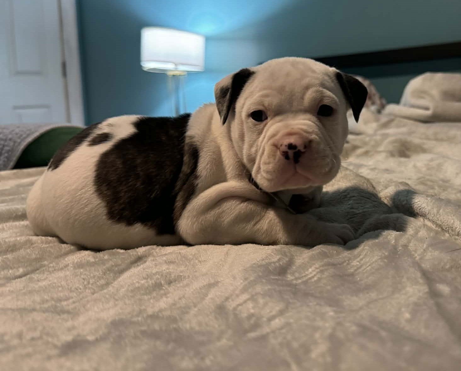 HULK - THE WRECKING CREW - Boxer / Bulldog available for adoption