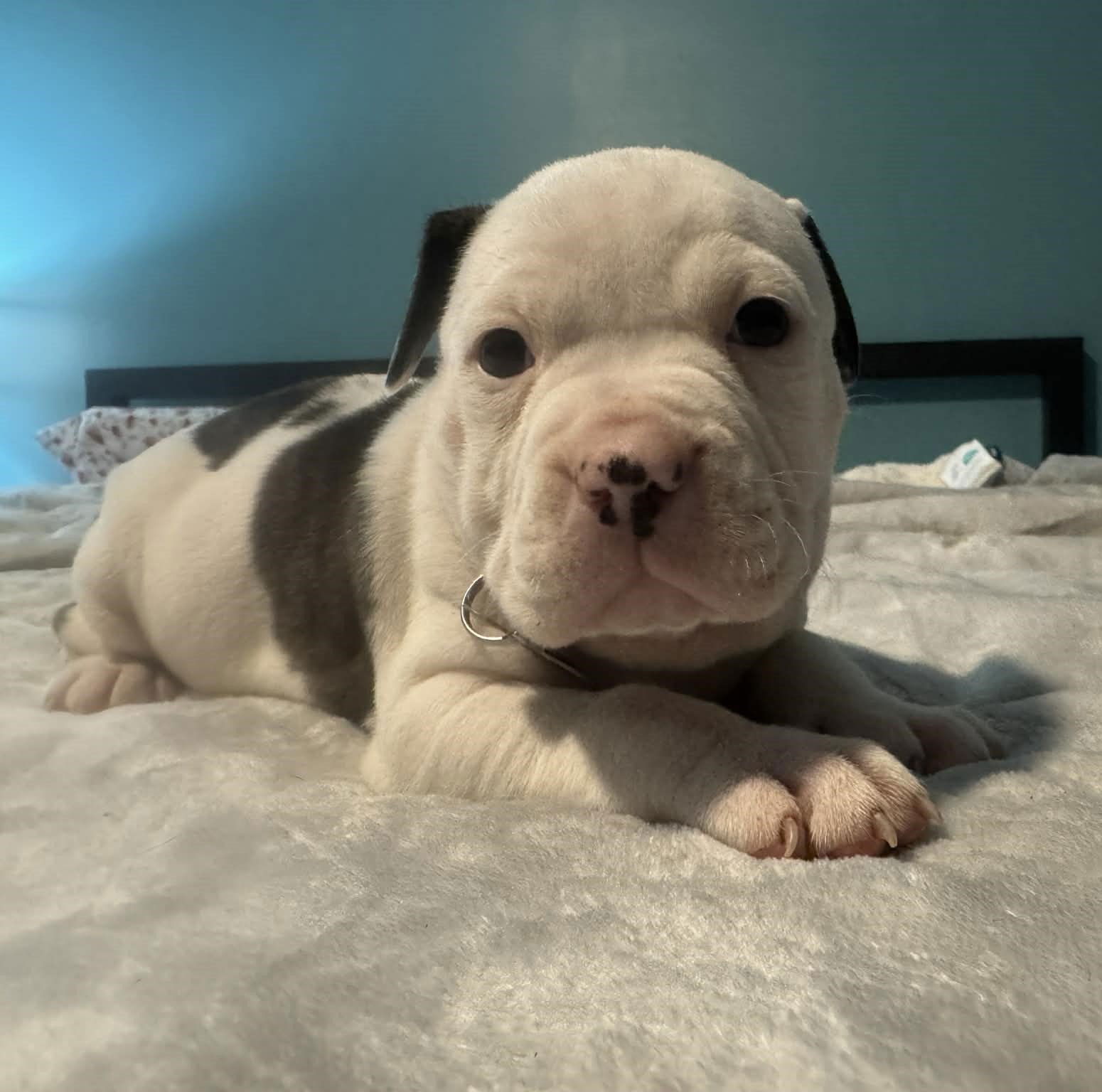 HULK - THE WRECKING CREW - Boxer / Bulldog available for adoption