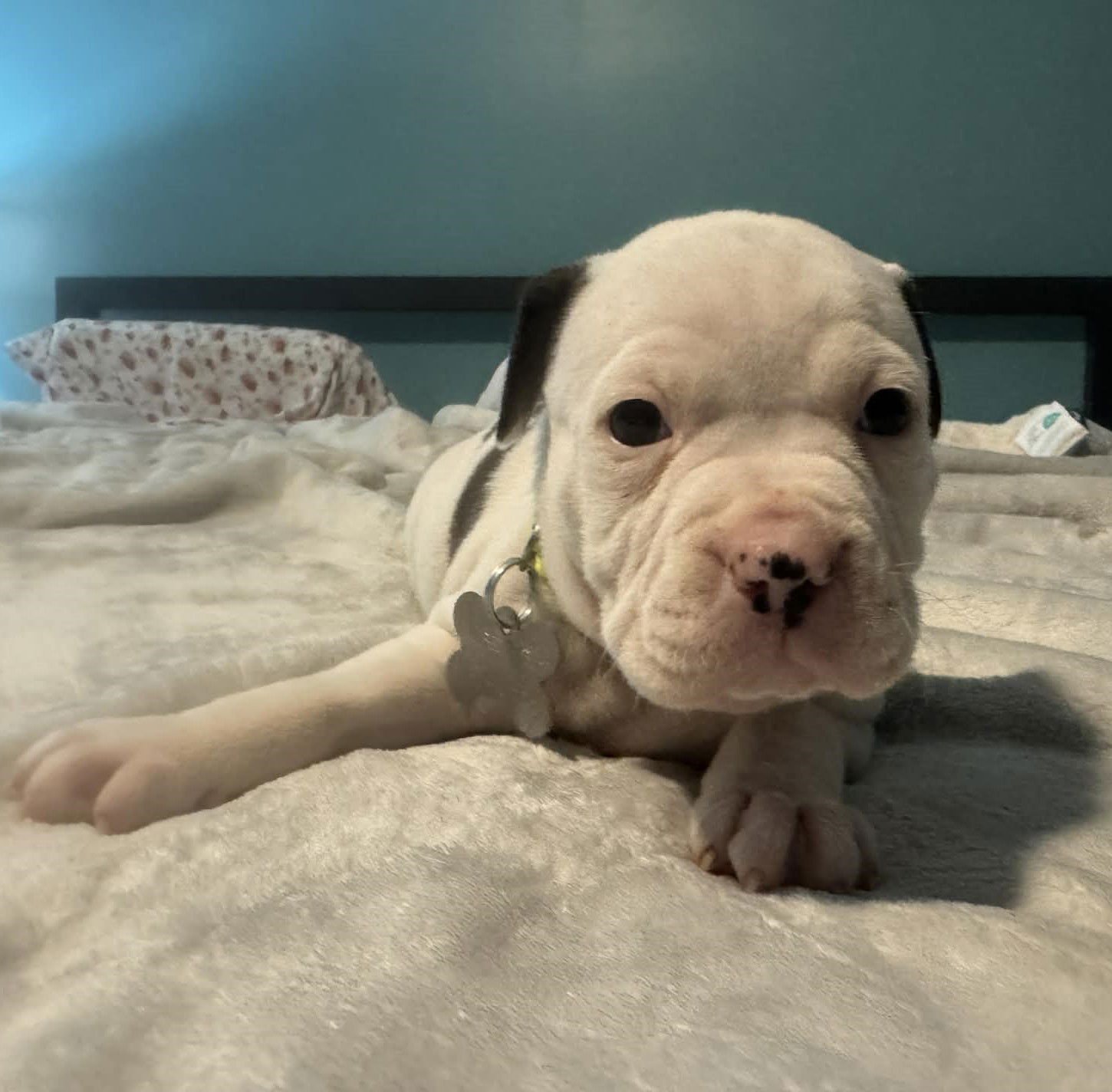 Hulk - The Wrecking Crew - Photo 3