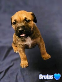 Brutus- stormie litter - Photo 1
