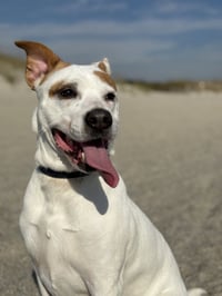 Ellie - (Courtesy) - Photo 1