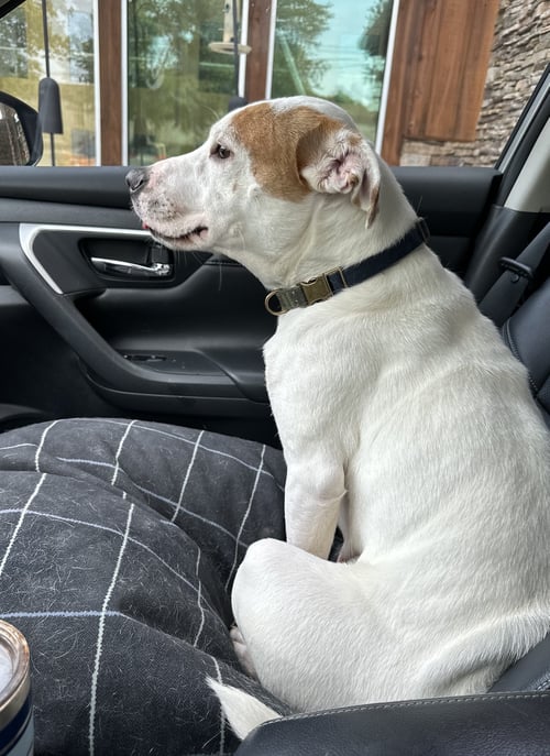 ELLIE - (COURTESY) - Jack Russell Terrier / Terrier available for adoption