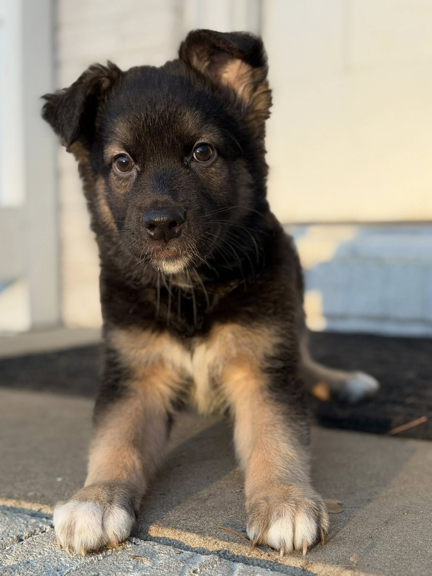 REMINGTON - Border Collie available for adoption