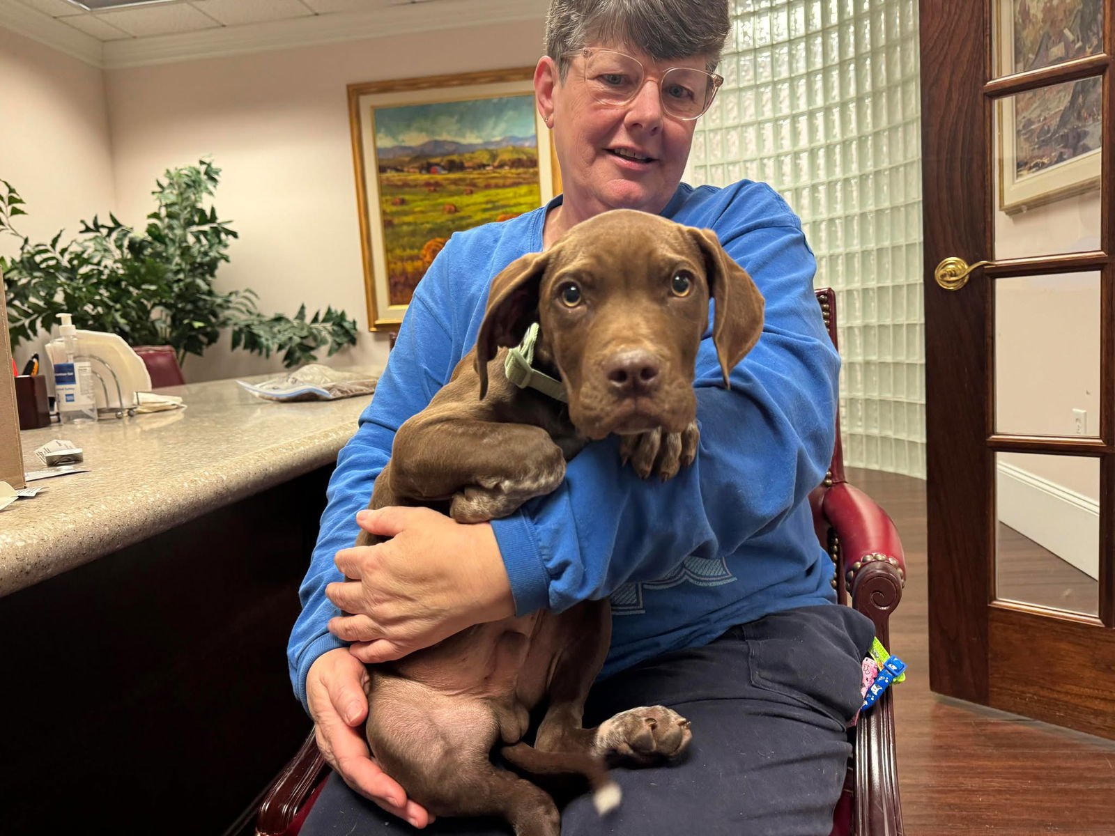 JUDGE - Labrador Retriever available for adoption