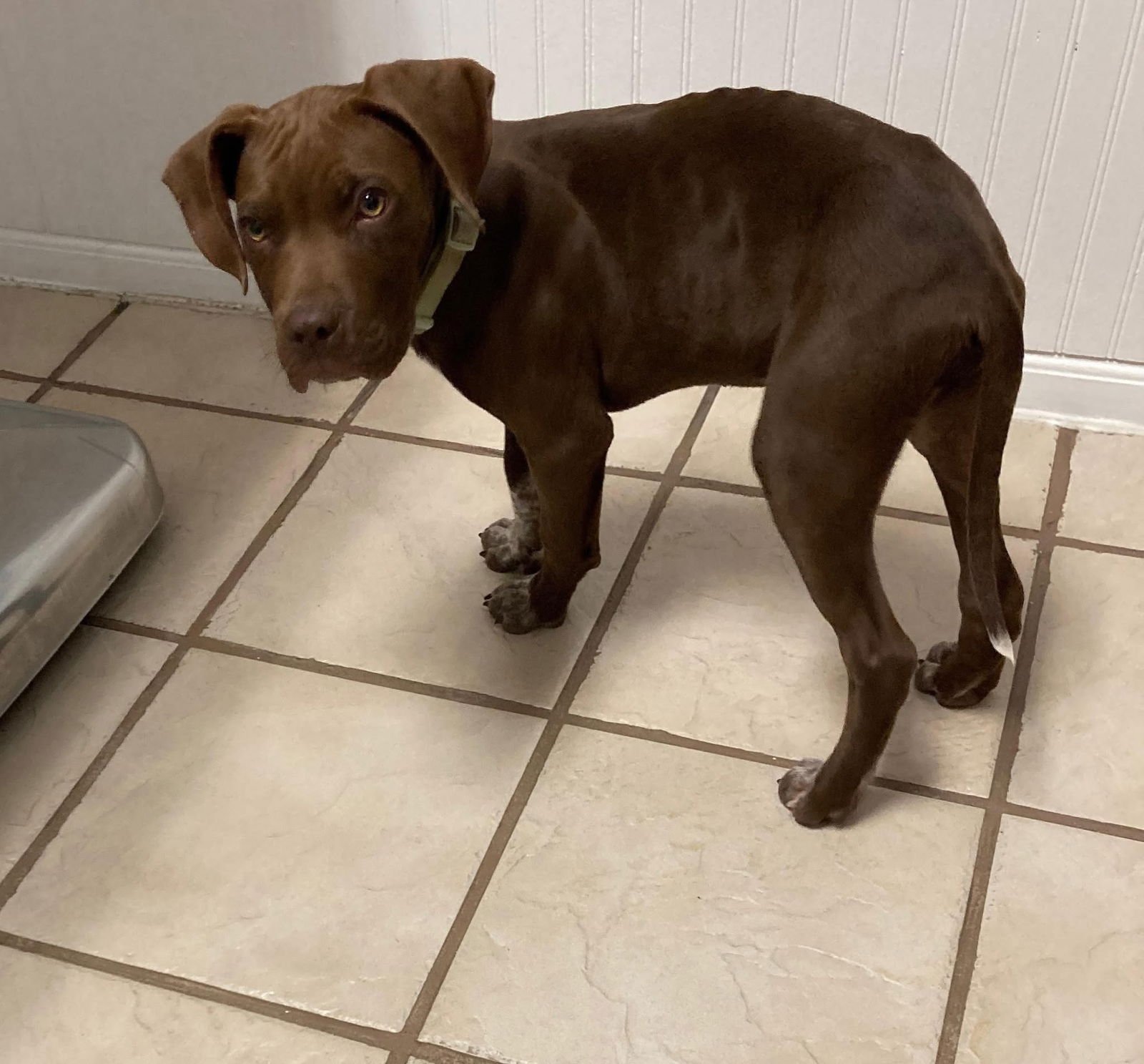 JUDGE - Labrador Retriever available for adoption