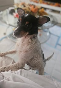 Charlie - Photo 2