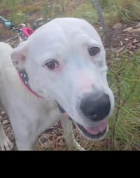 Baby Momma (Lake Litter) - Photo 4