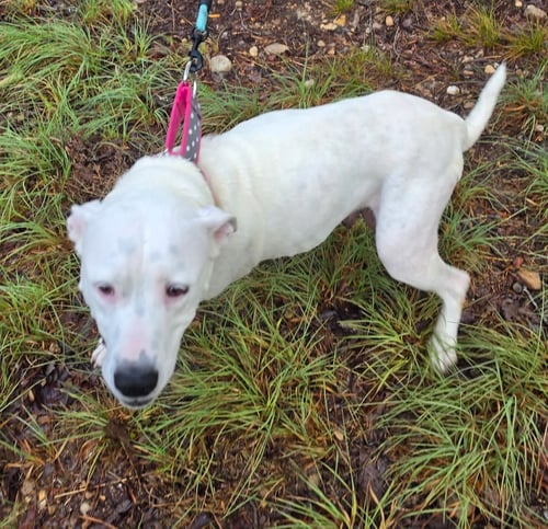 BABY MOMMA (LAKE LITTER) - American Pit Bull Terrier / Staffordshire Bull Terrier available for adoption
