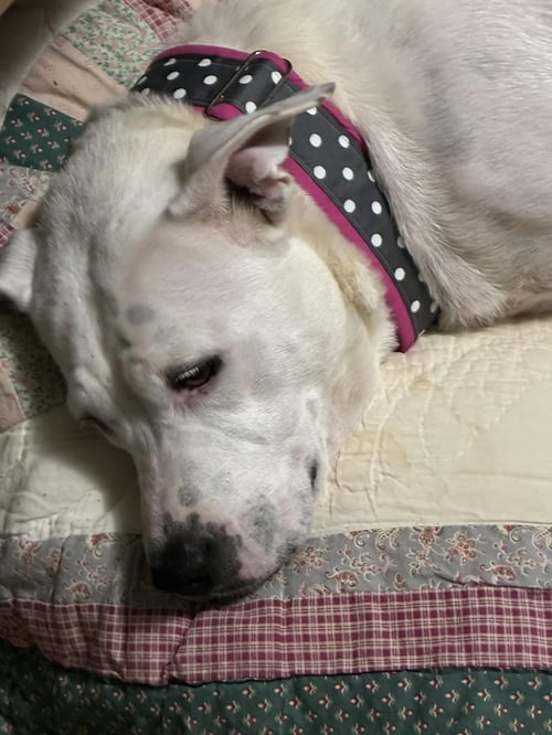 BABY MOMMA (LAKE LITTER) - American Pit Bull Terrier / Staffordshire Bull Terrier available for adoption