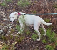 Baby Momma (Lake Litter) - Photo 3